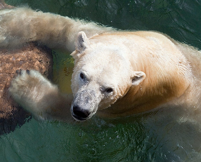 Polar Bear at the Zoo