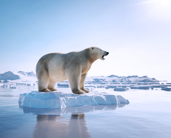 Polar Bear on Ice