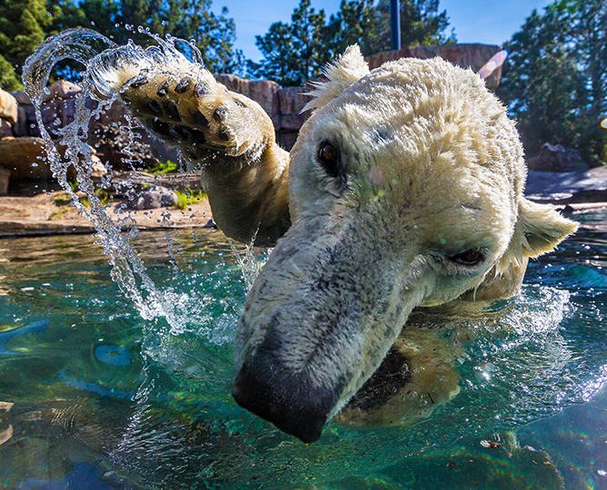 up close of a polar bear's face while swimming and splashing at the camera