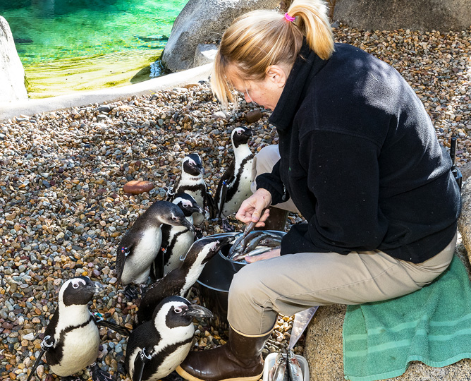 wildlife care specialist with a group of penguins
