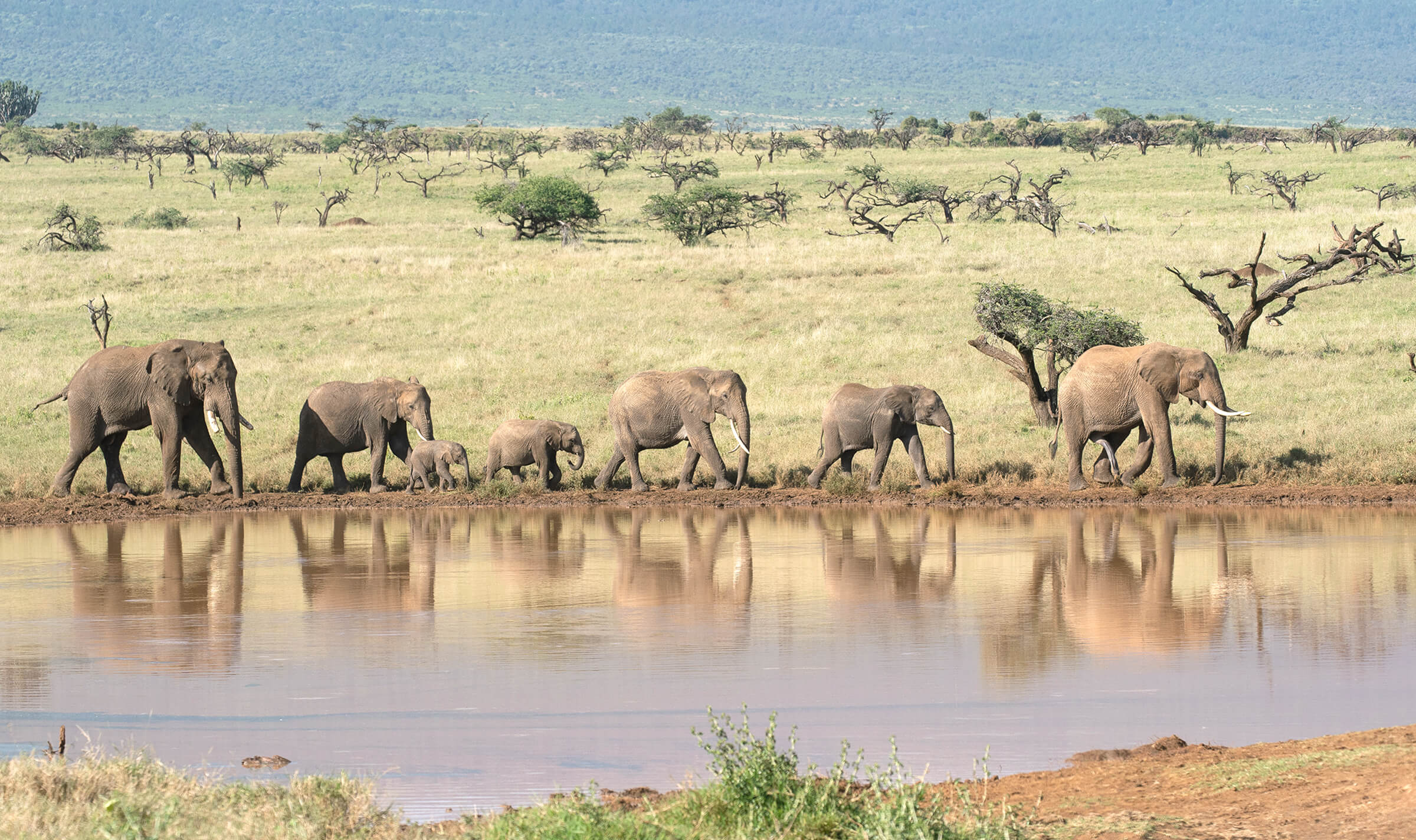 Herd of elephants walking through savanna in a straight line. 