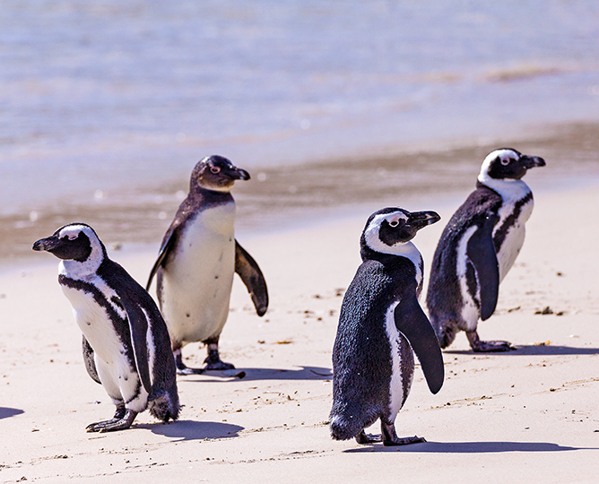 penguins standing on the beach in a circle