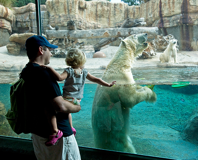 Visitor holding child up to the glass to see a polar bear swimming