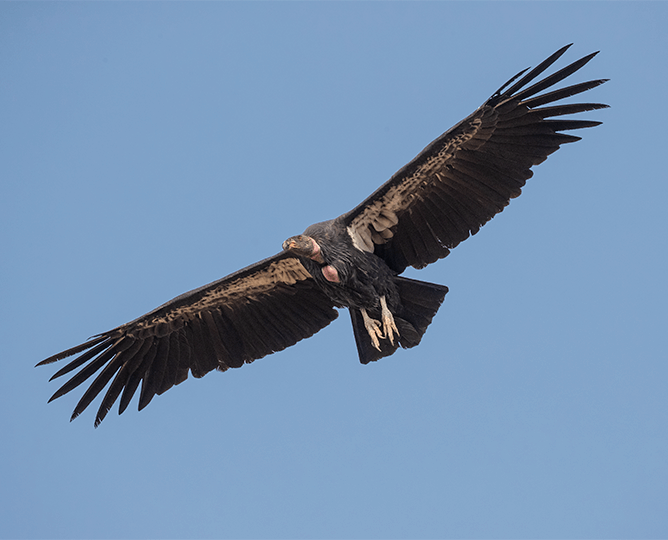 California Condor Flying