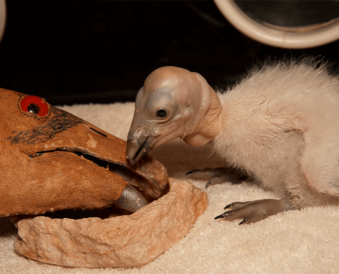 Condor chick being hand fed. 