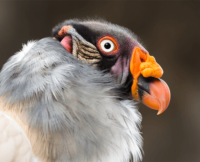 Kings vulture side profile. 