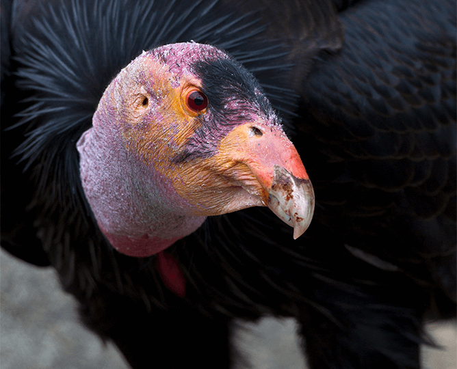 Head of a vulture looking at the camera. 