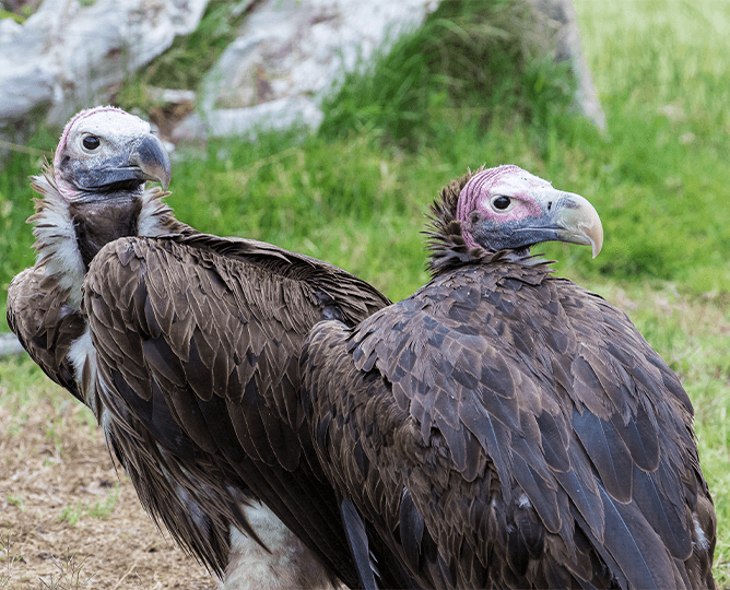 Two Lappet-faced vultures looking left. 