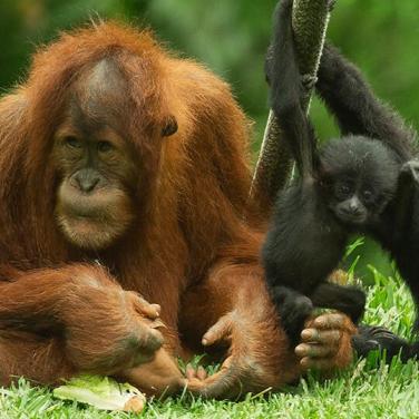 orangutan and siamang