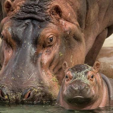 hippo mom and calf