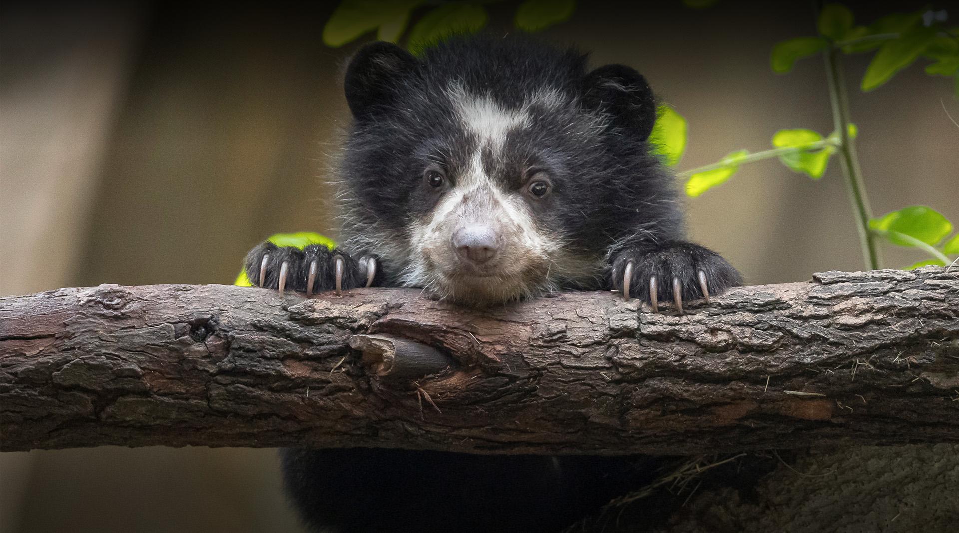 Andean bear cub
