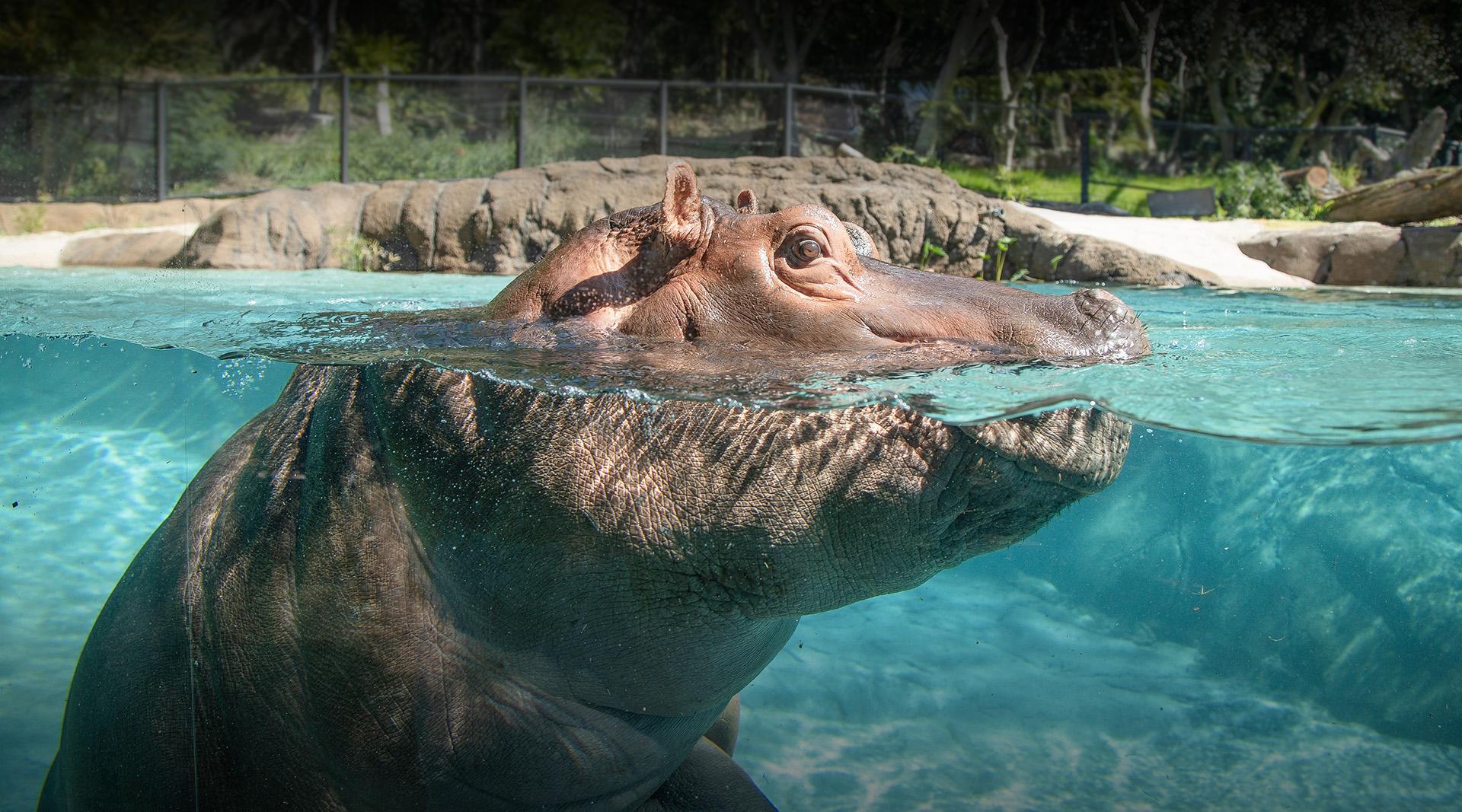 Photo of a hippo with eyes above water