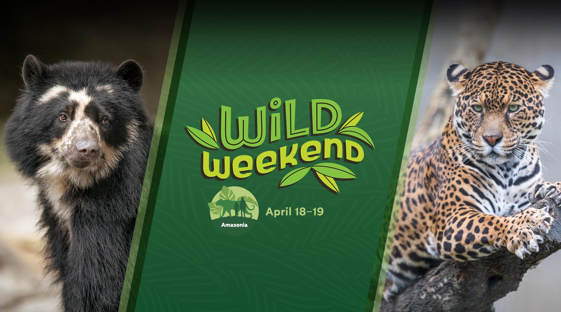 Hero image of Andean bear and jaguar