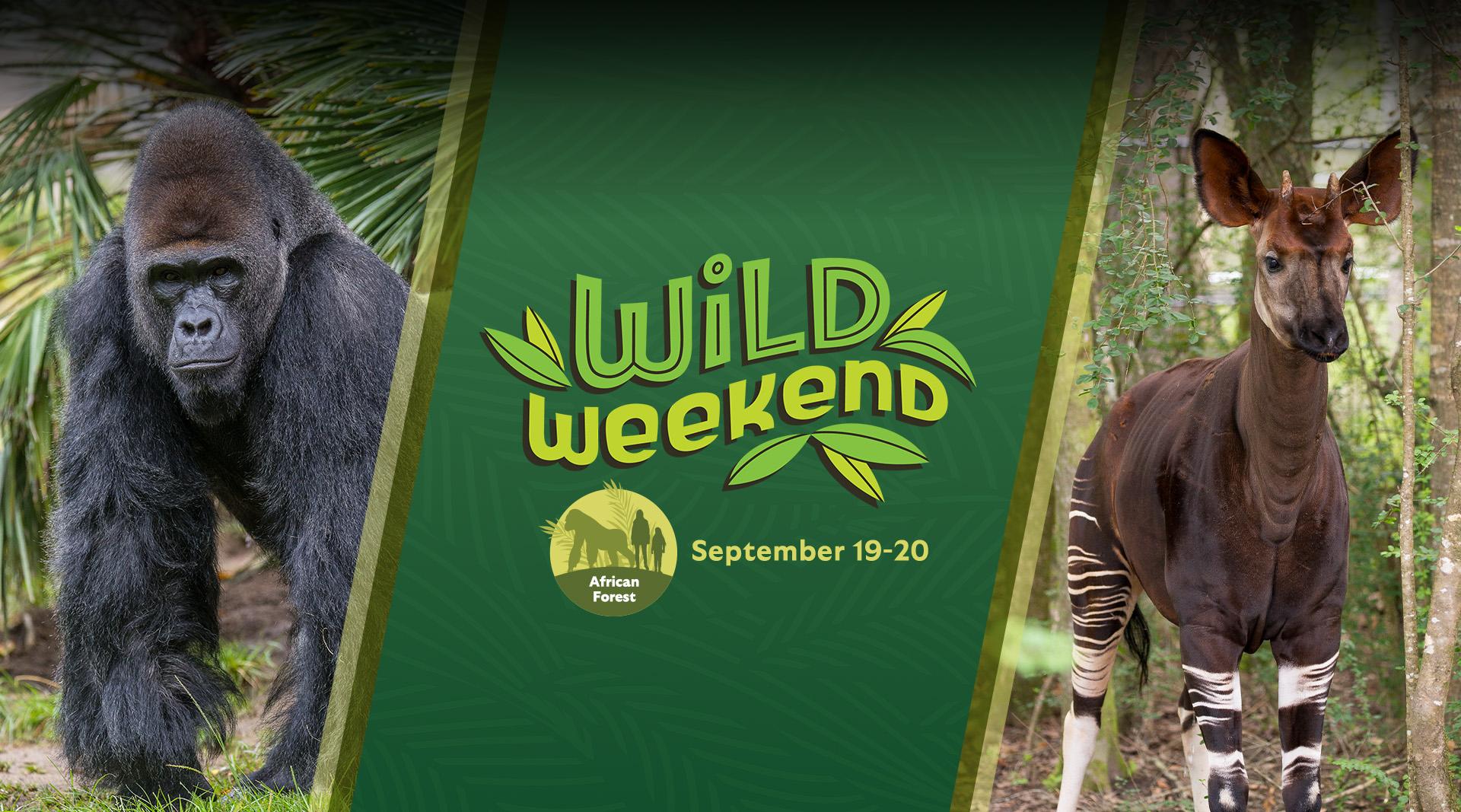 Gorilla and Okapi - Wild Weekend September 19-20 African Forest