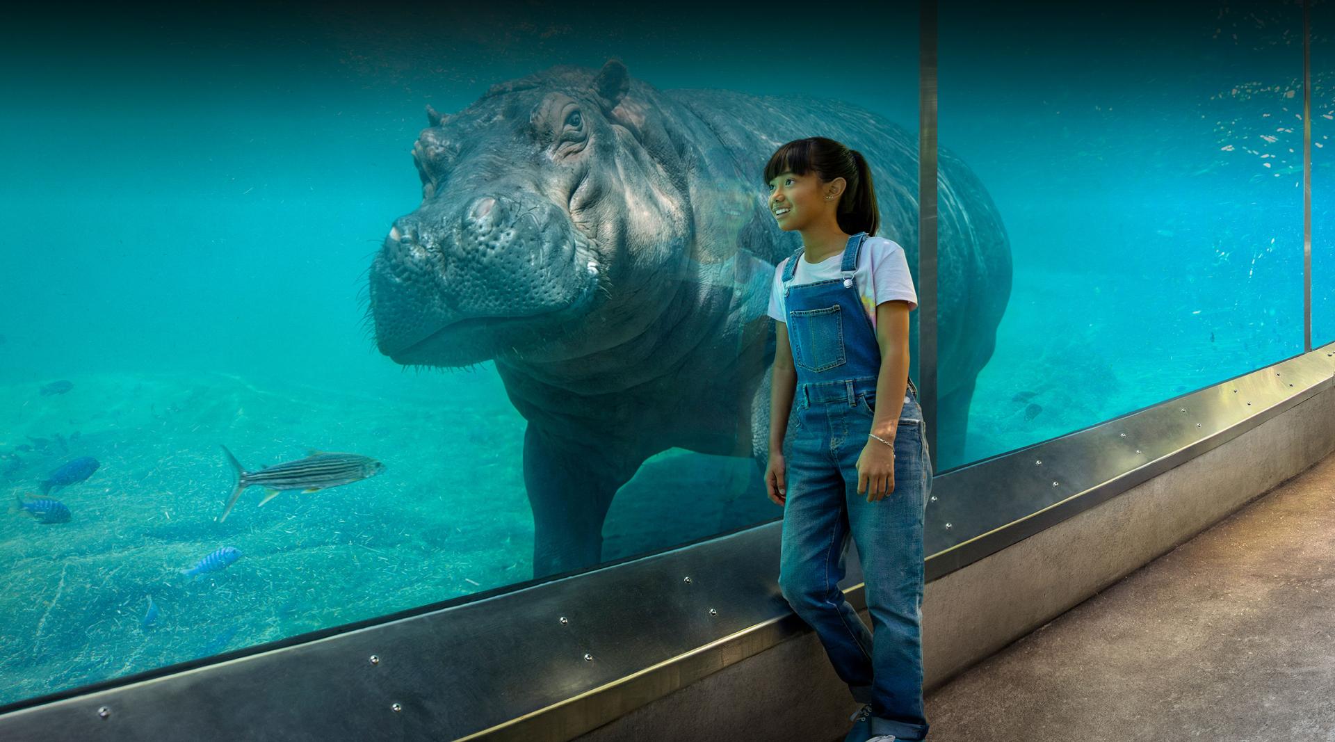 Hippo