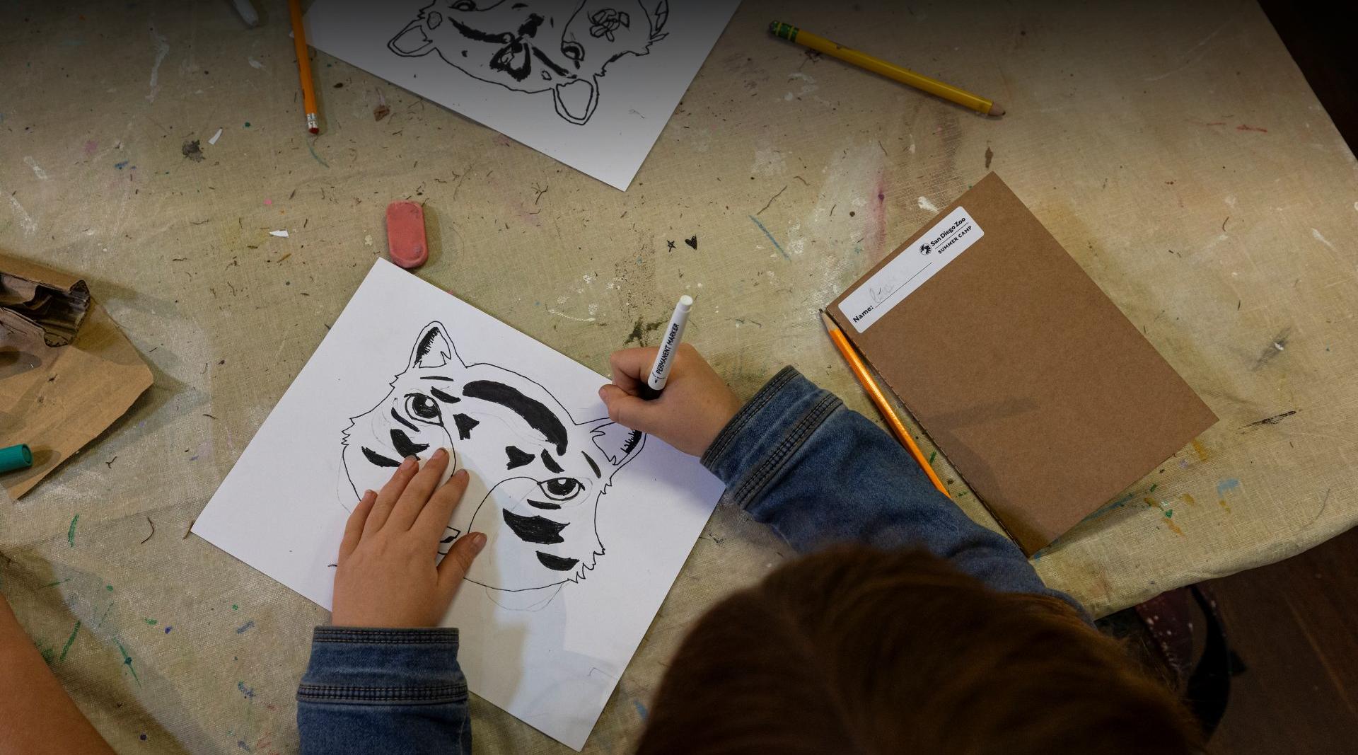 Student drawing a tiger