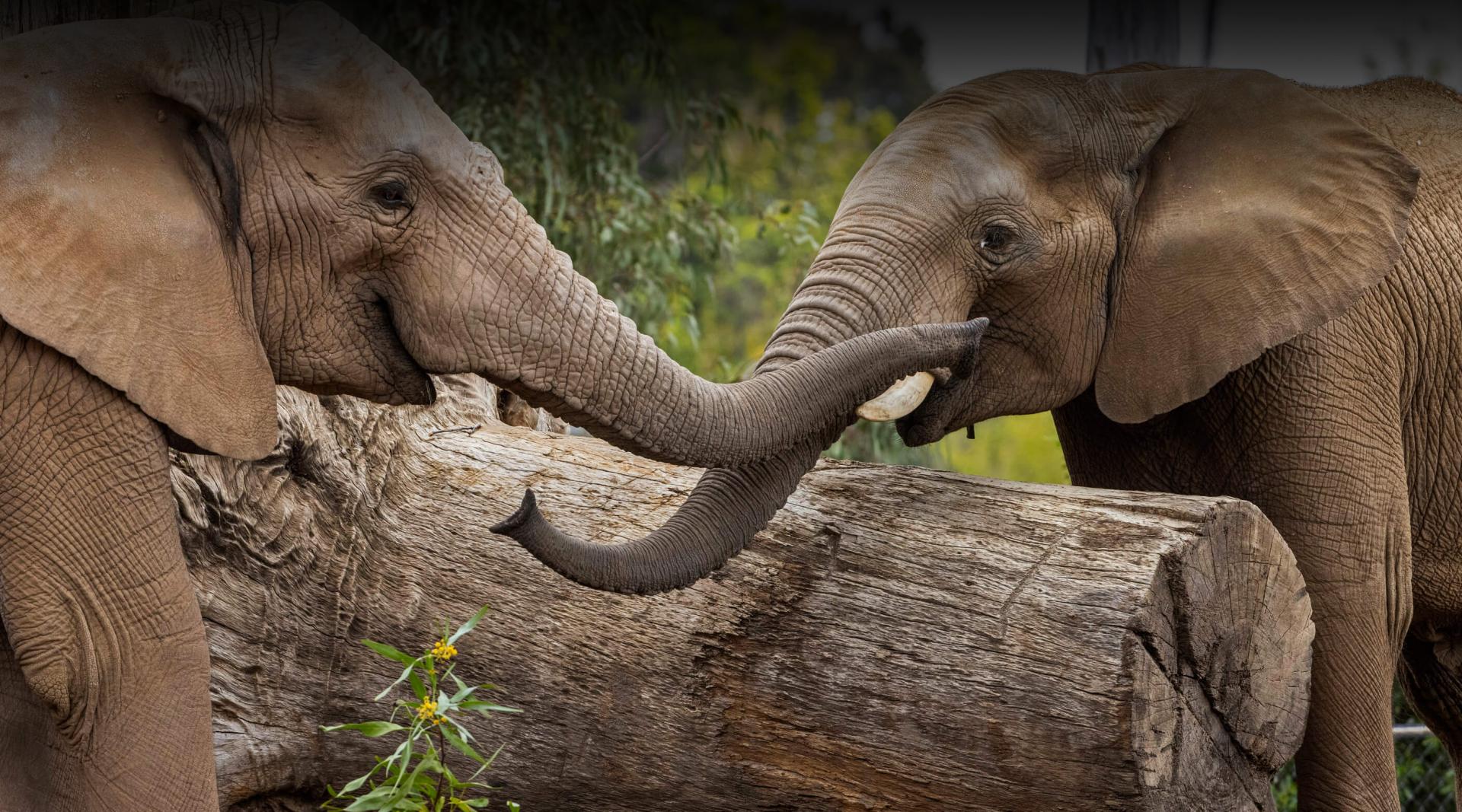 male elephants Sundzu and Nipho