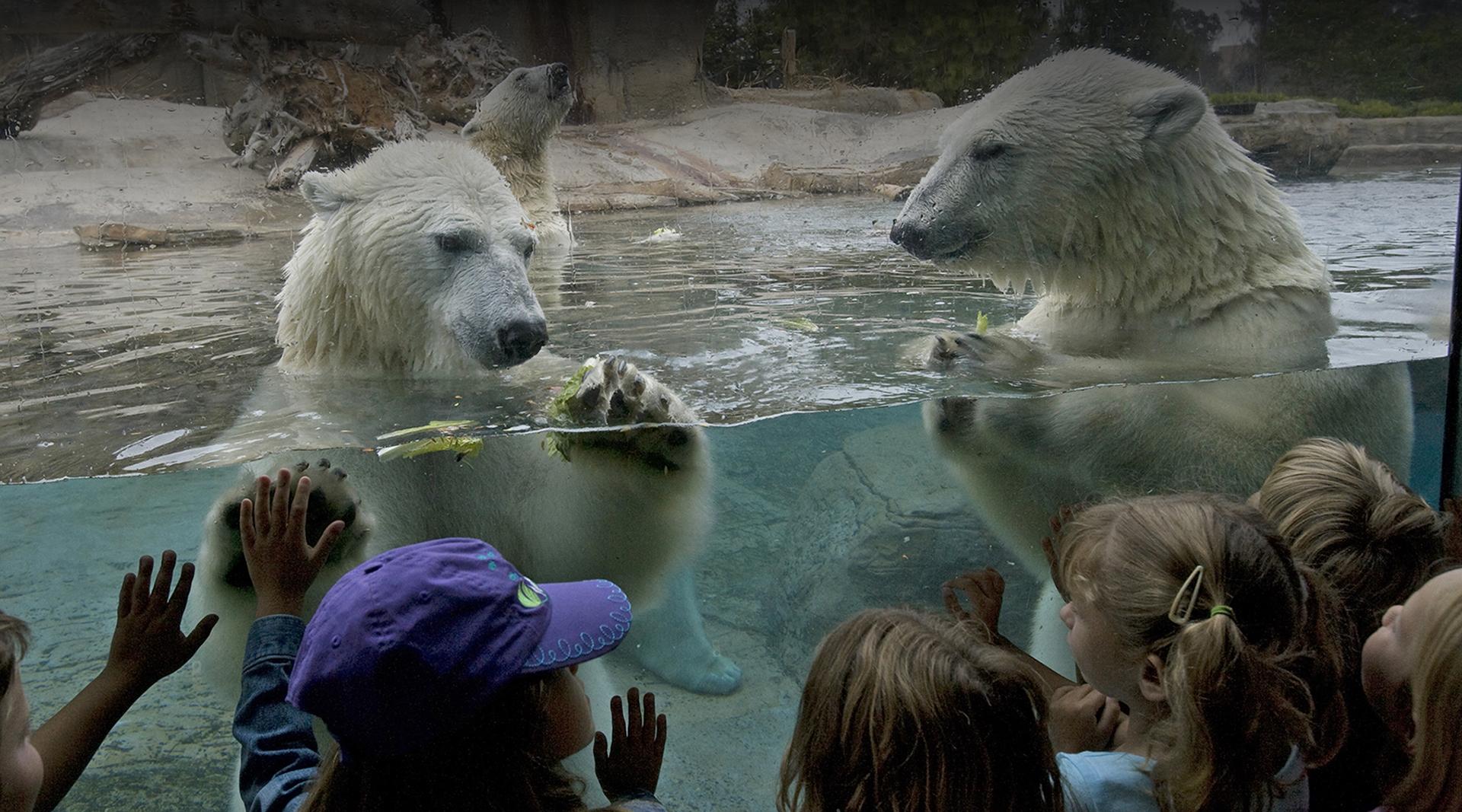 Polar bears and class students