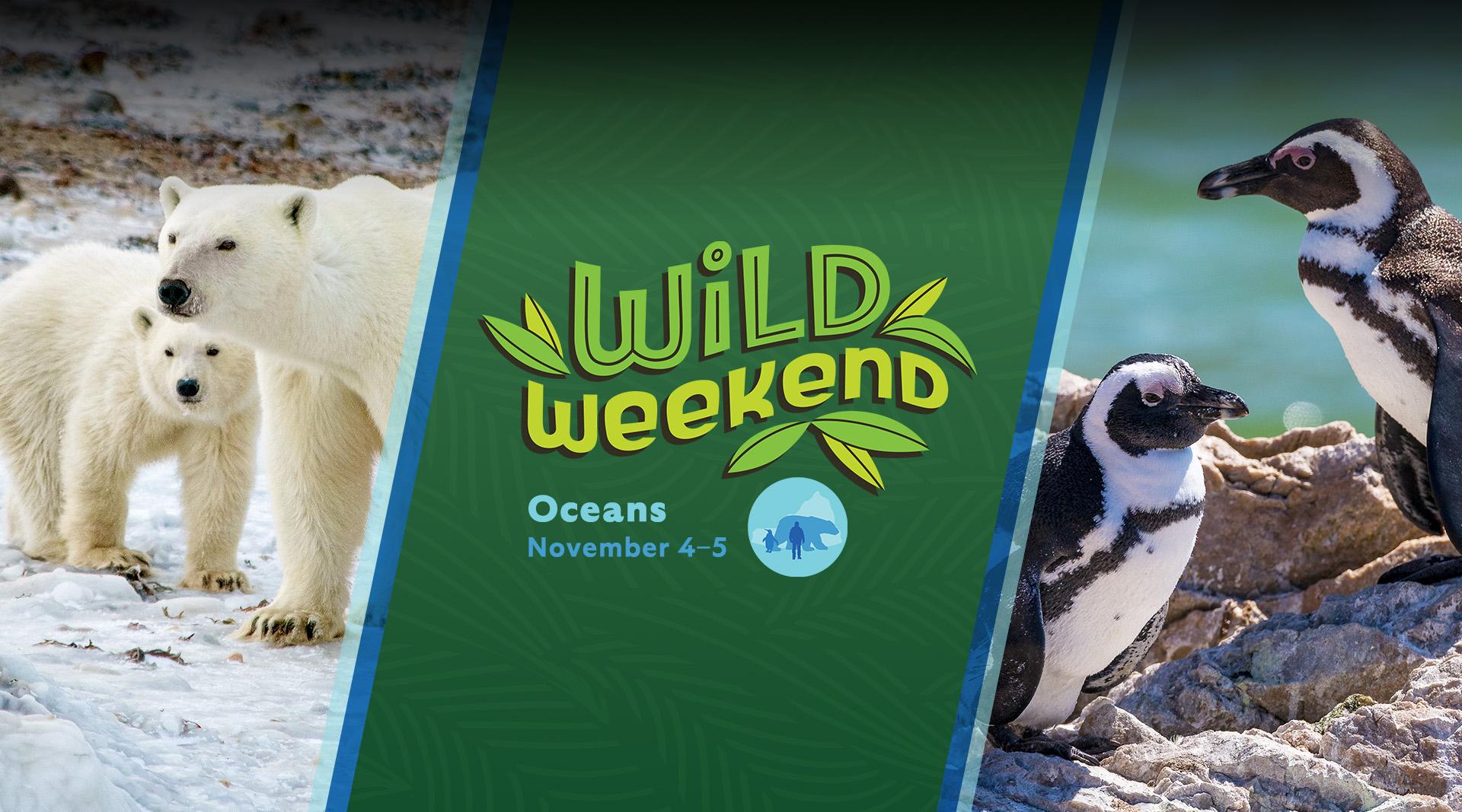 Banner with photos of polar bear, penguins and wild weekends logo