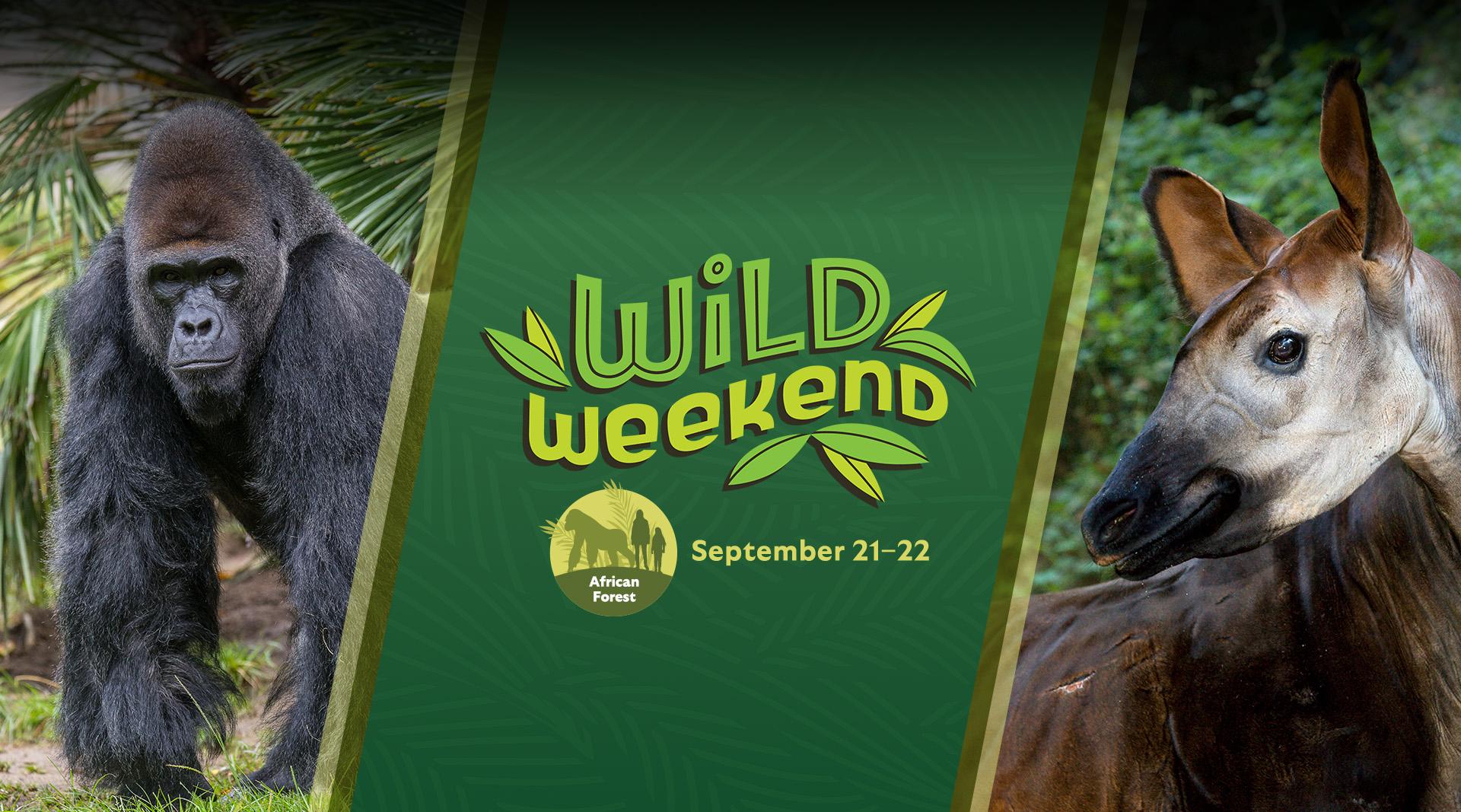 banner with a photo of a gorilla, a green stripe with the wild weekend logo, and then a photo of an okapi