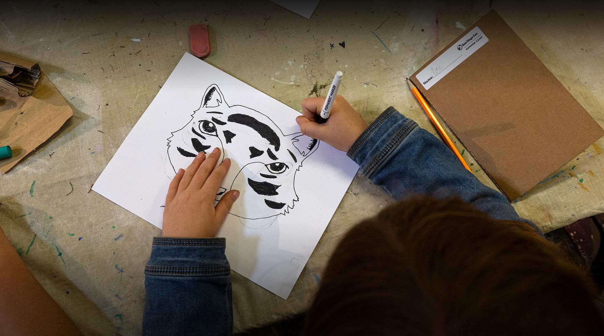 student drawing a tiger