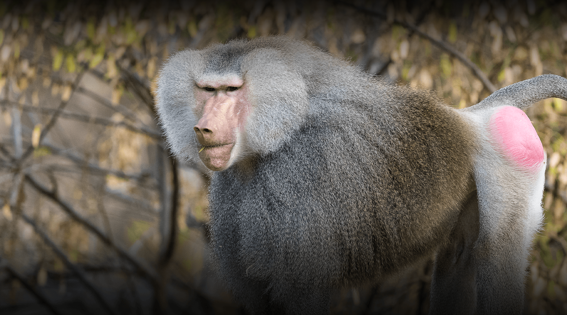 Hamadryas Baboon standing looking left.
