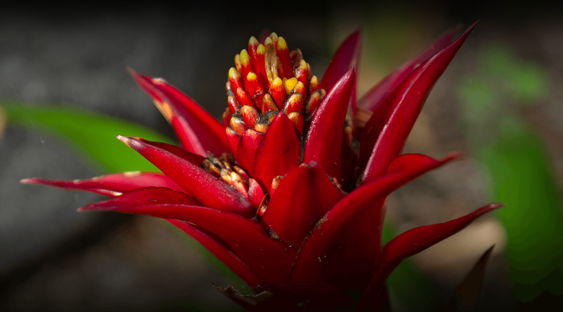 Red bromeliad