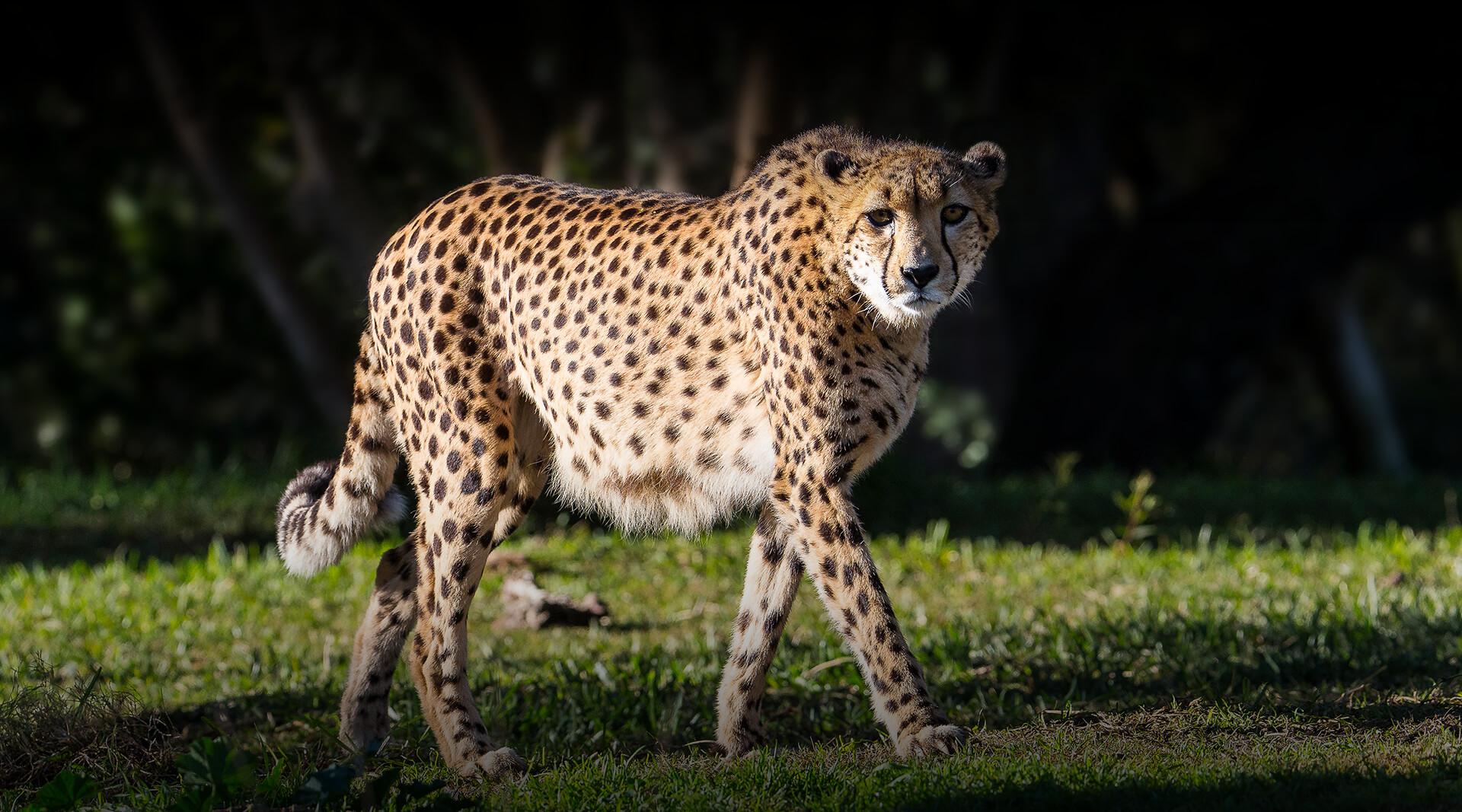 cheetah