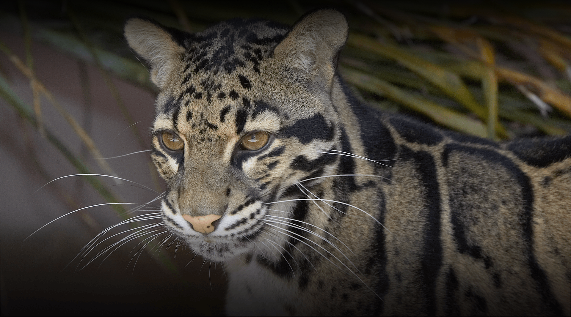 Leopard  San Diego Zoo Animals & Plants