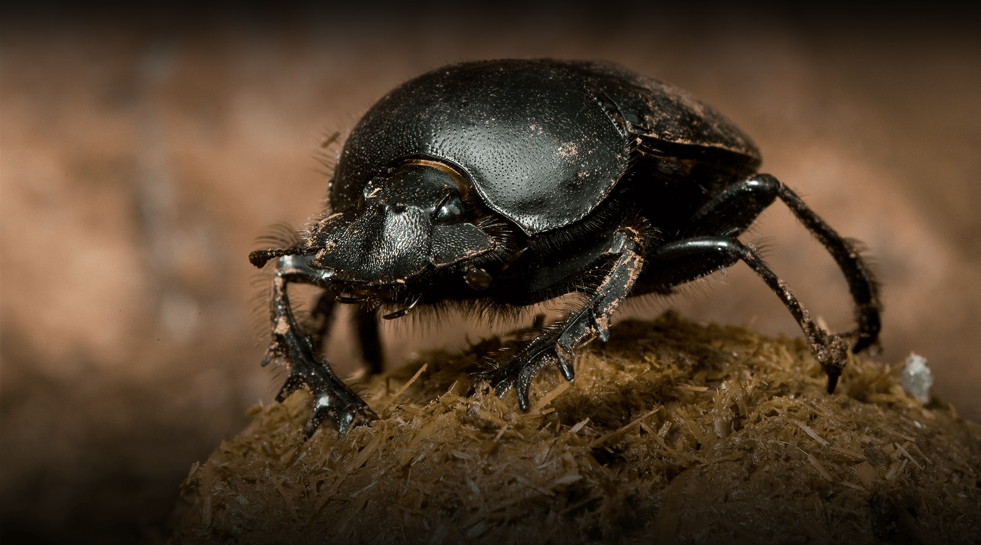 Dung beetle stands on a dung ball