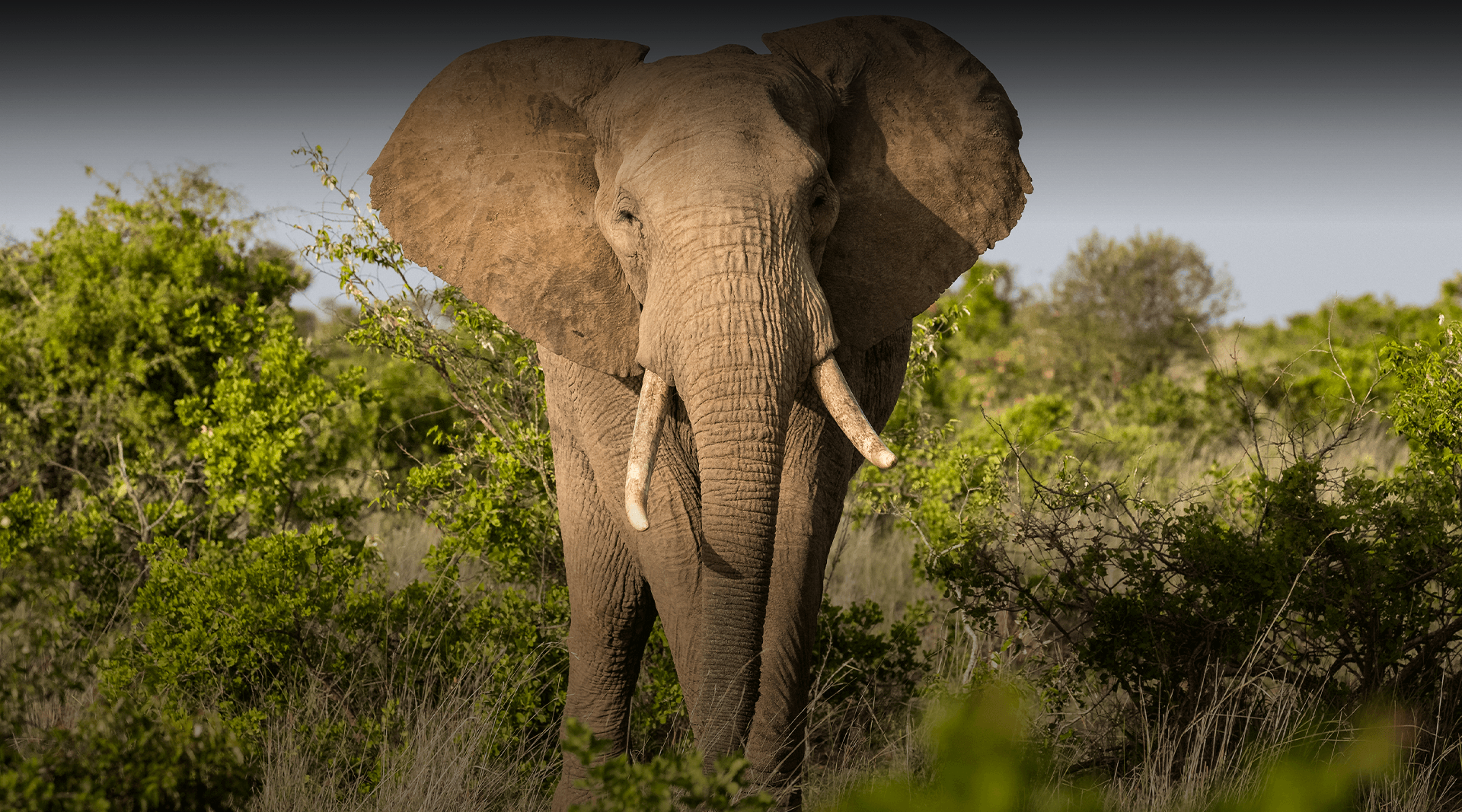 Elephant in the wild looking at the camera.