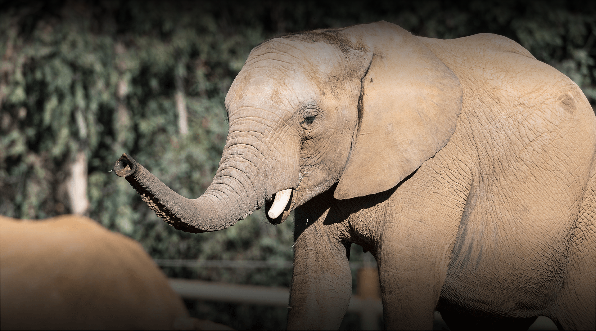 Elephant stands, lifting trunk. 