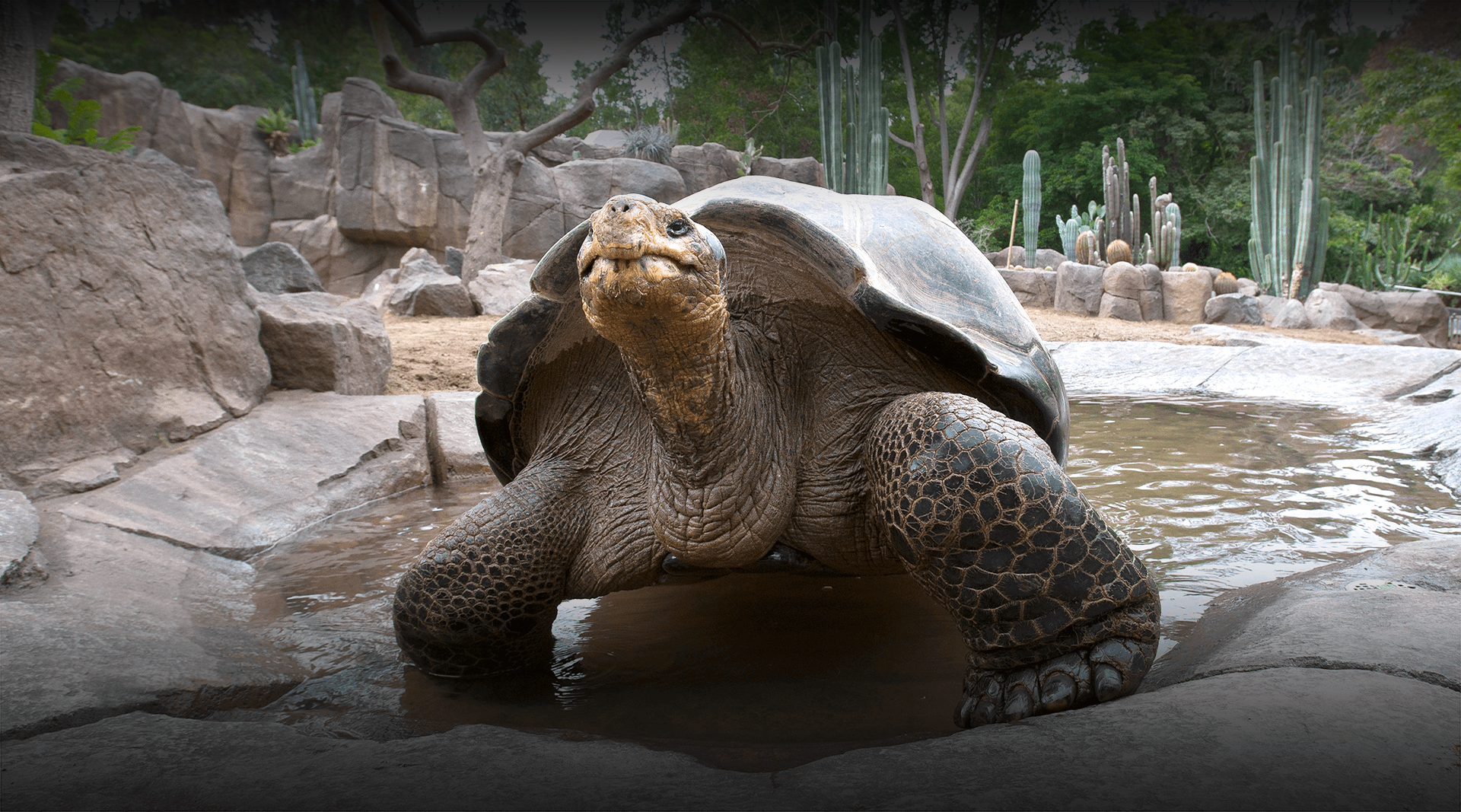 Galapagos tortoise walks twoards camera. 