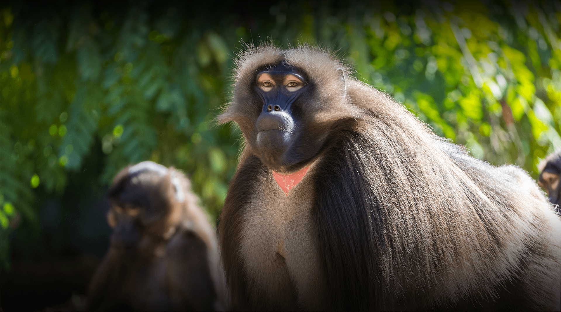 Gelada looking at the camera. 