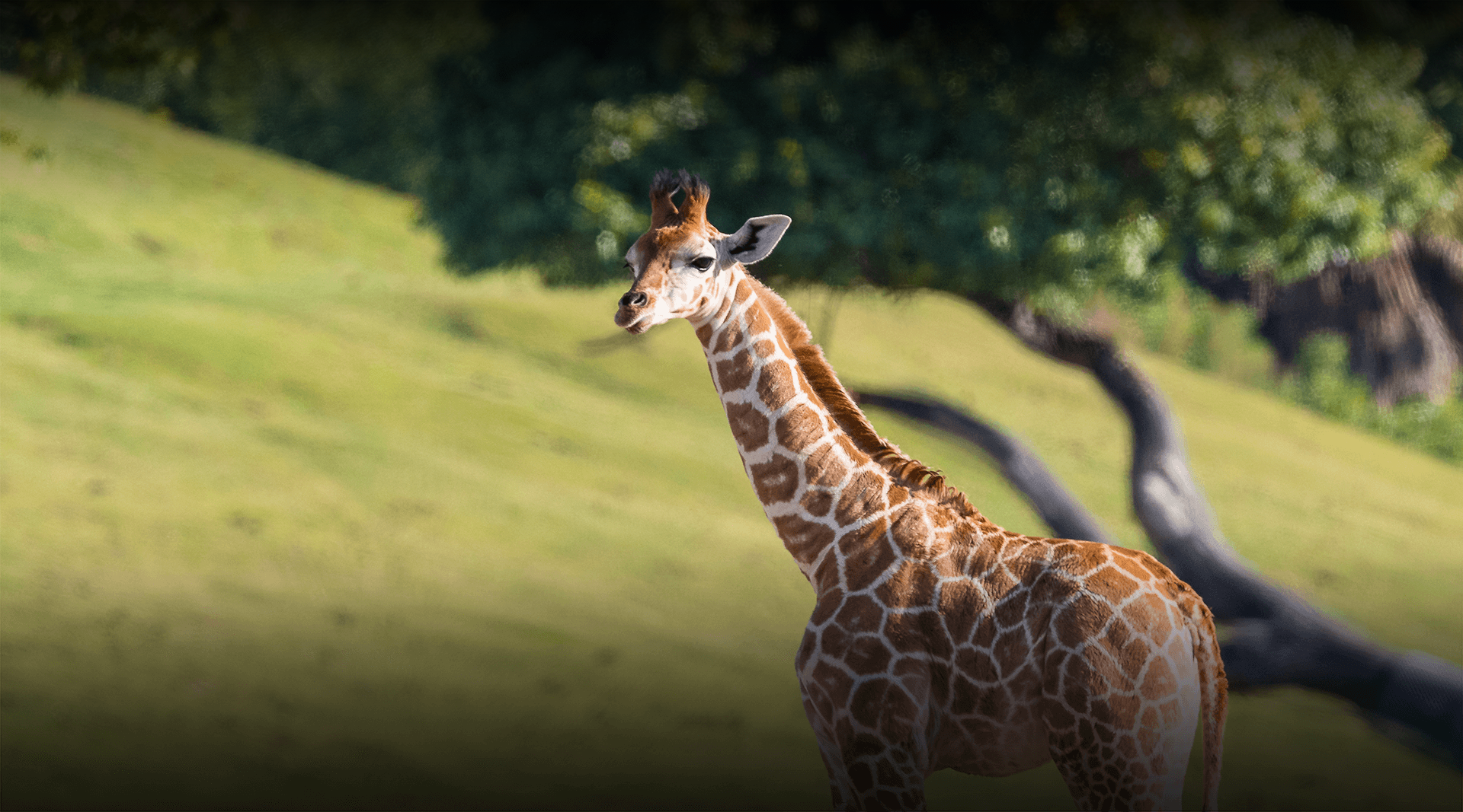 Giraffe | San Diego Zoo Giraffe | San Diego Zoo