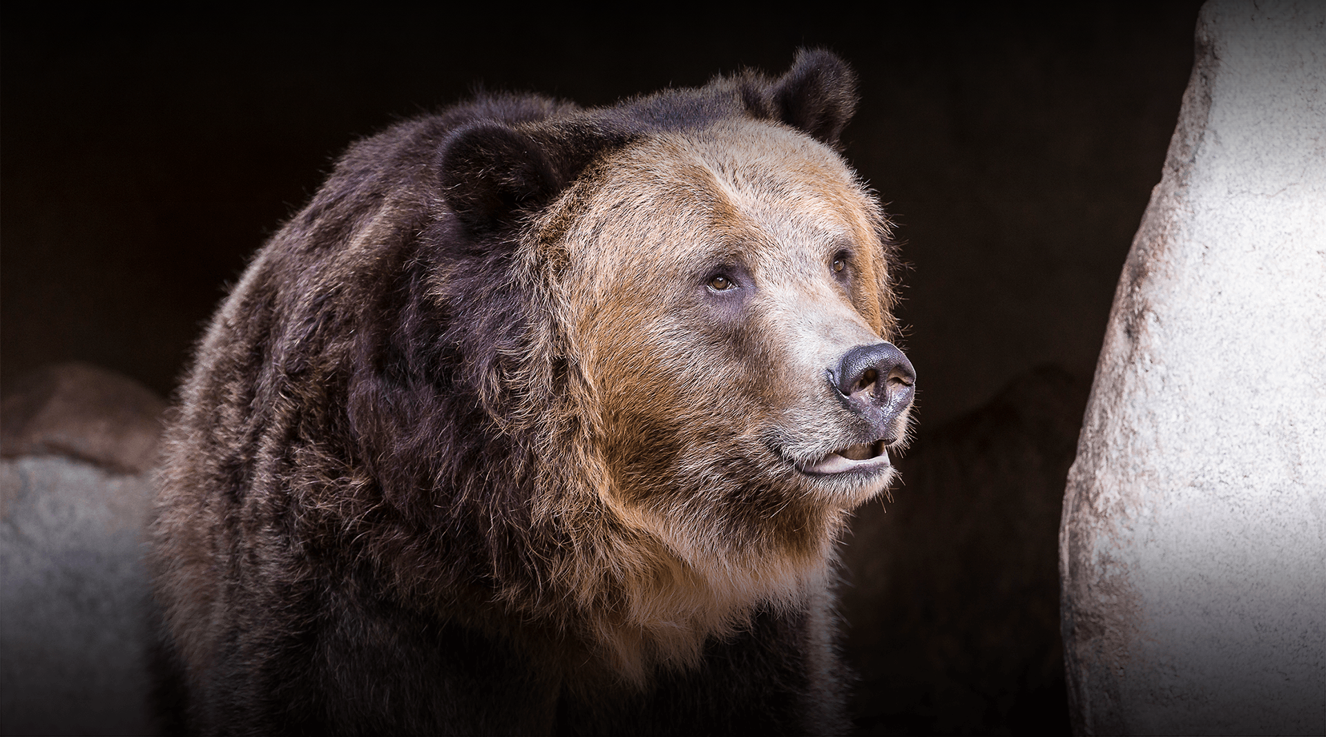 Grizzly Bear  San Diego Zoo