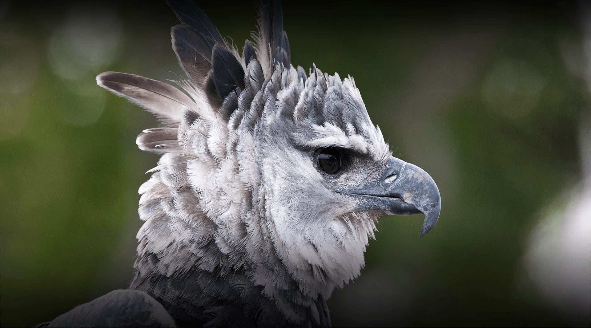 The largest bird of prey has claws as big as a grizzly's! Know about the Harpy  Eagle - India Today