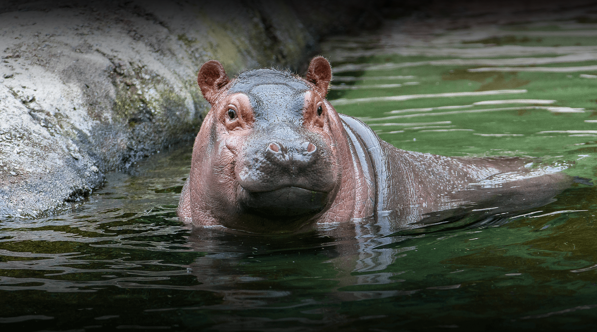 Hippo sticking its head out of a pool. 