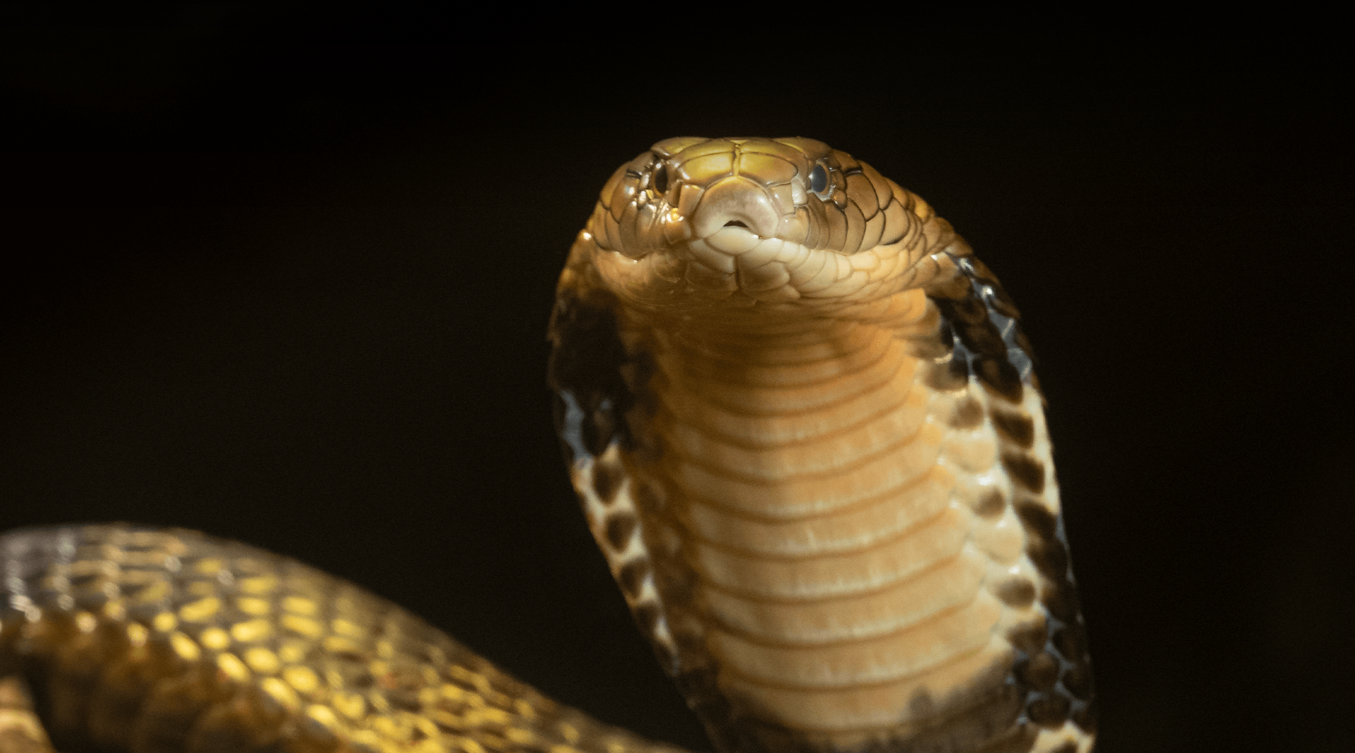 cobra snakes