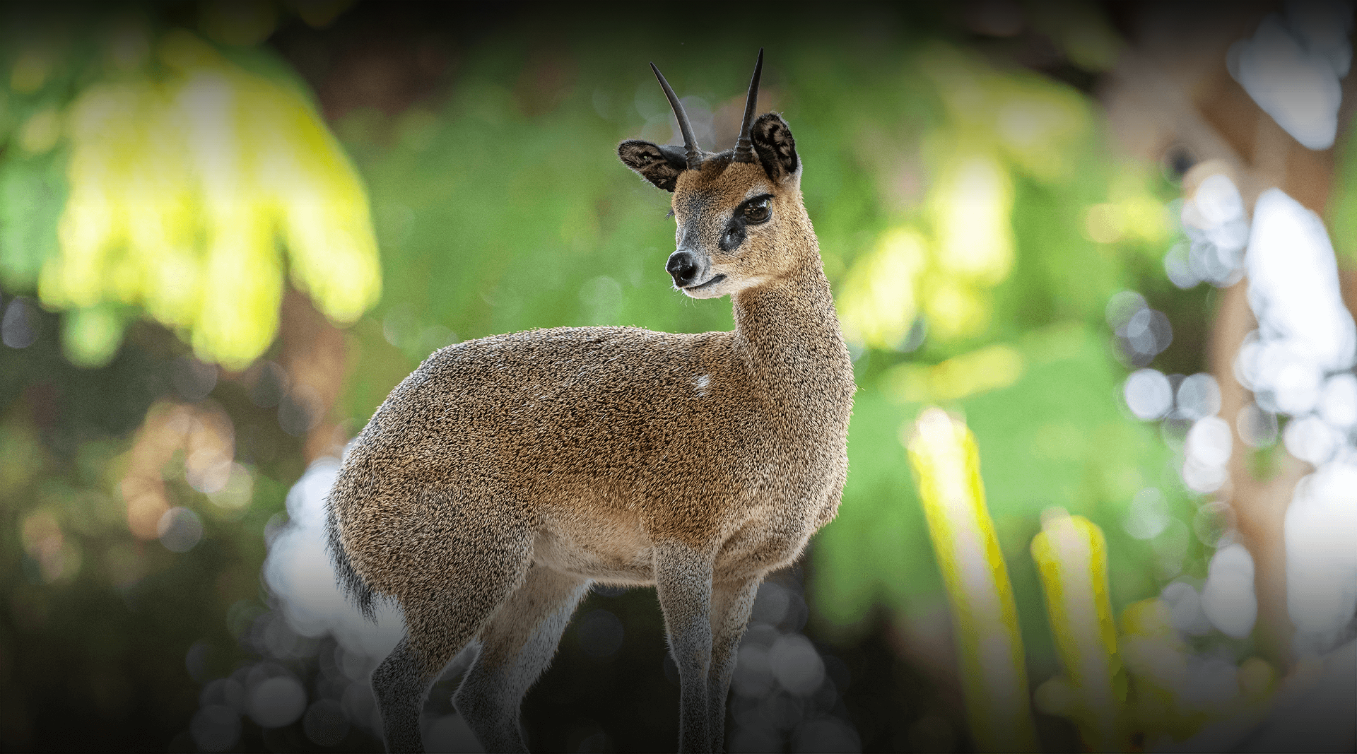 Klipspringer stands and looks left. 