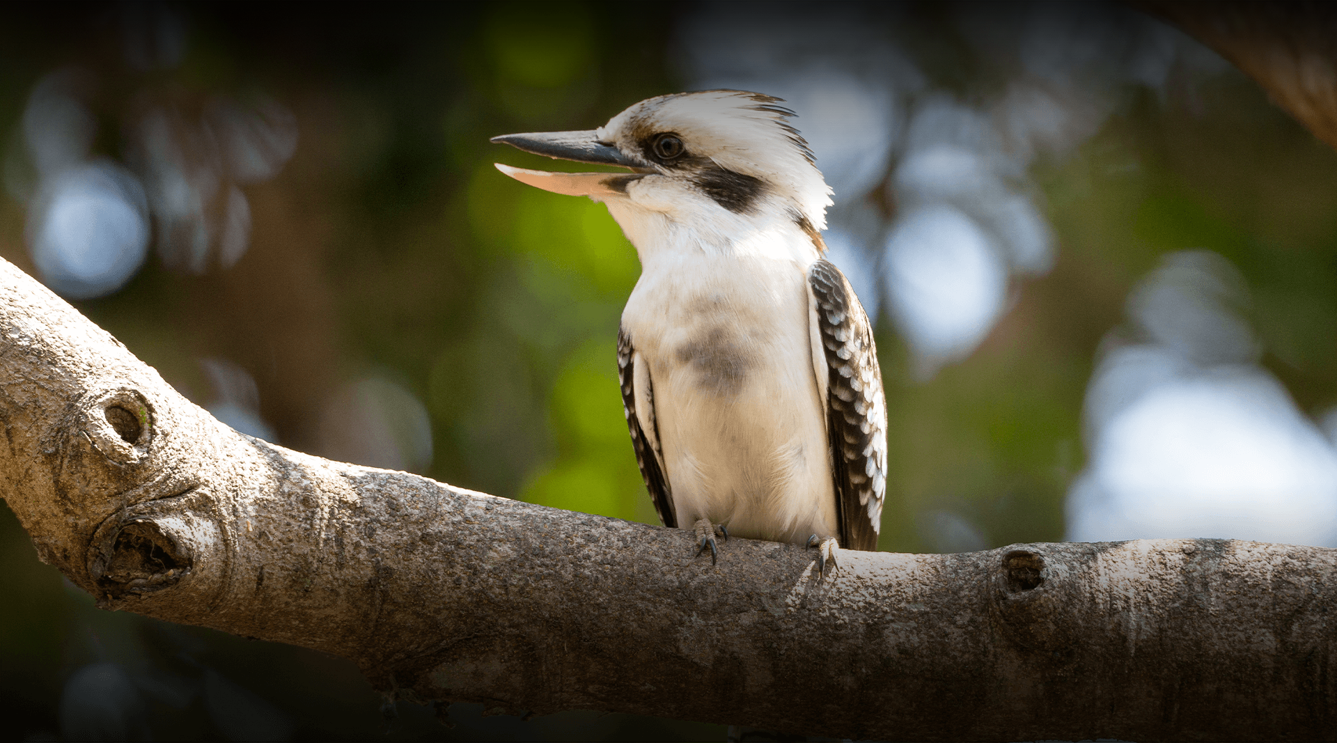 Kookaburra sitting on a branch