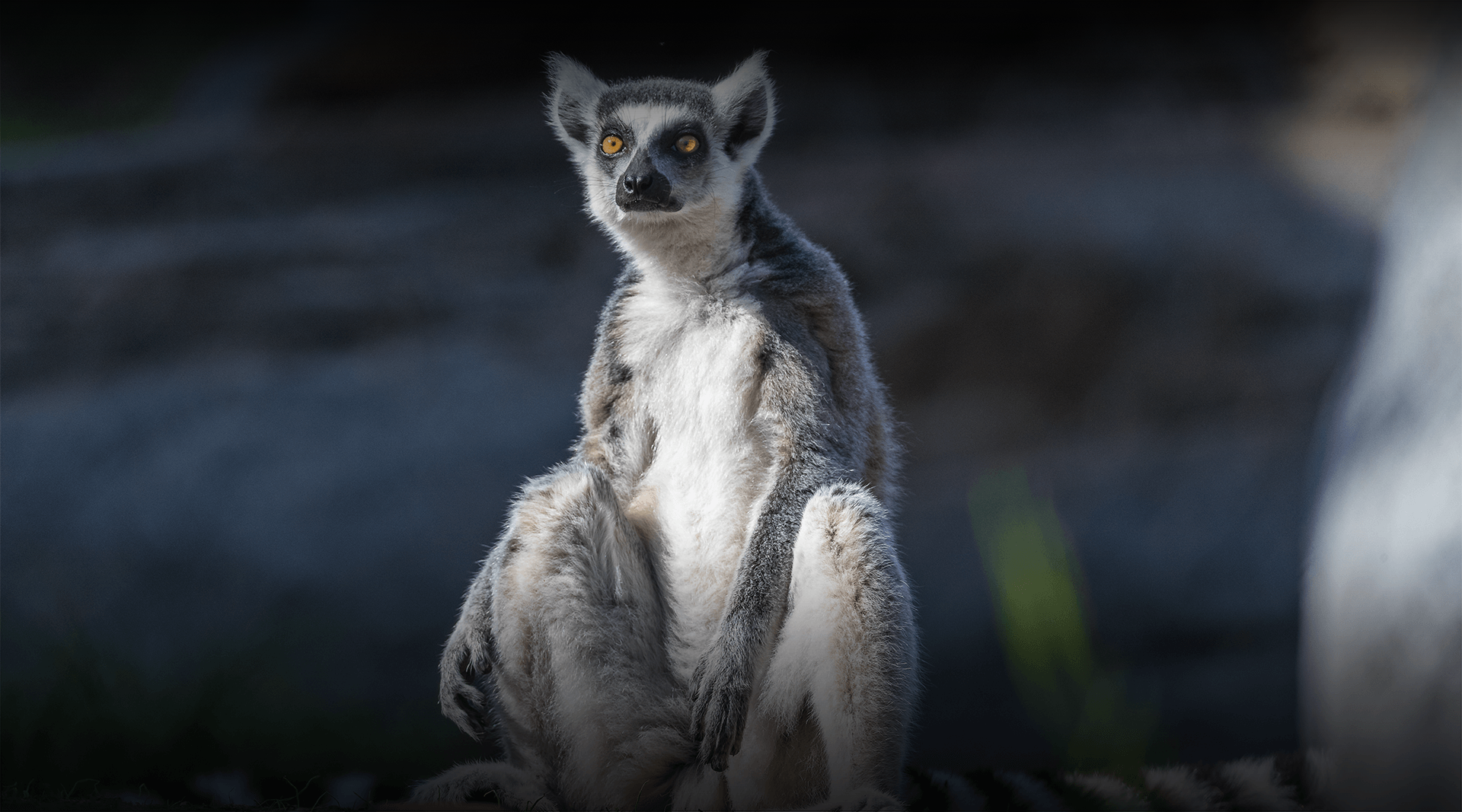 Lemur standing looks left. 