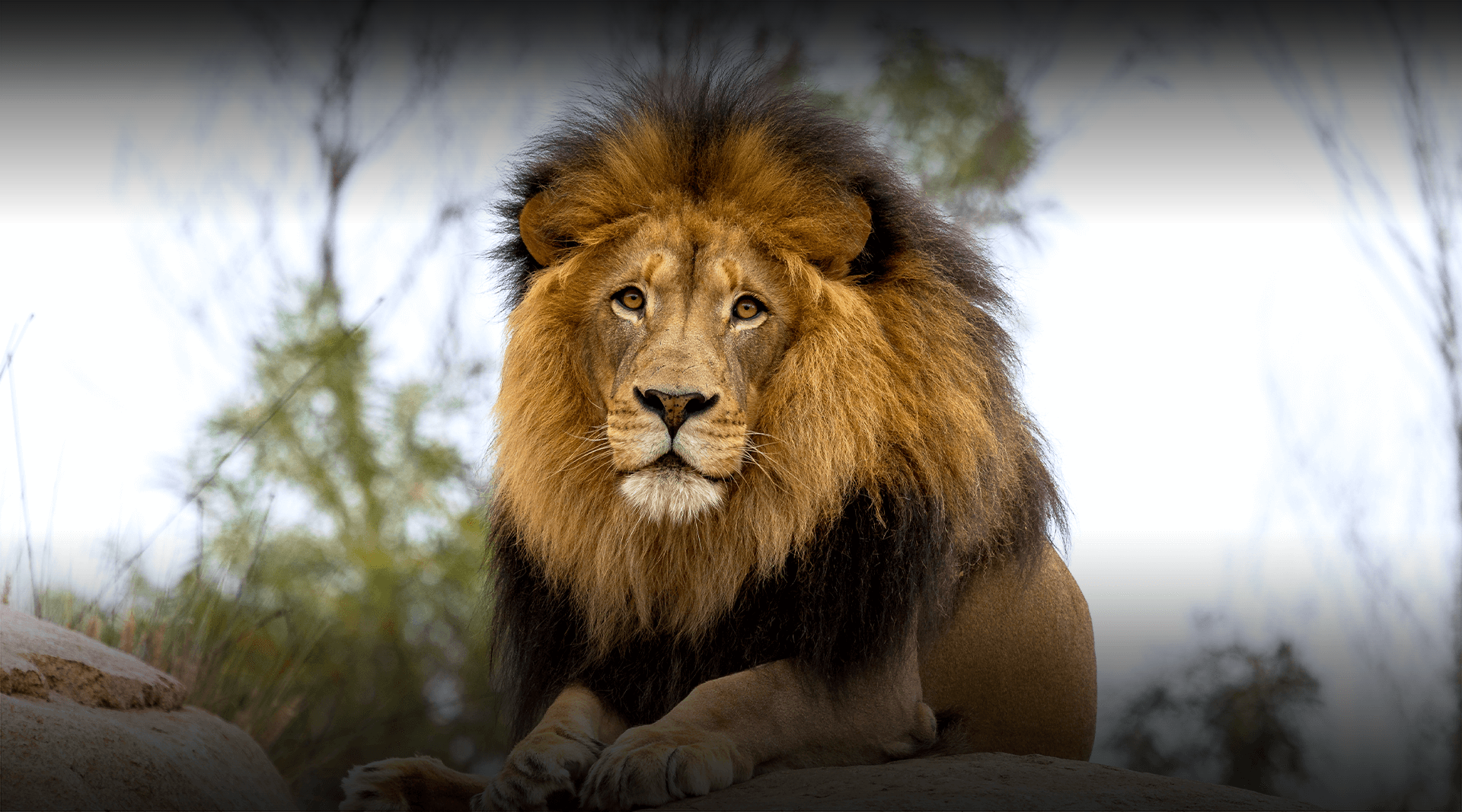 Lion looks at the camera