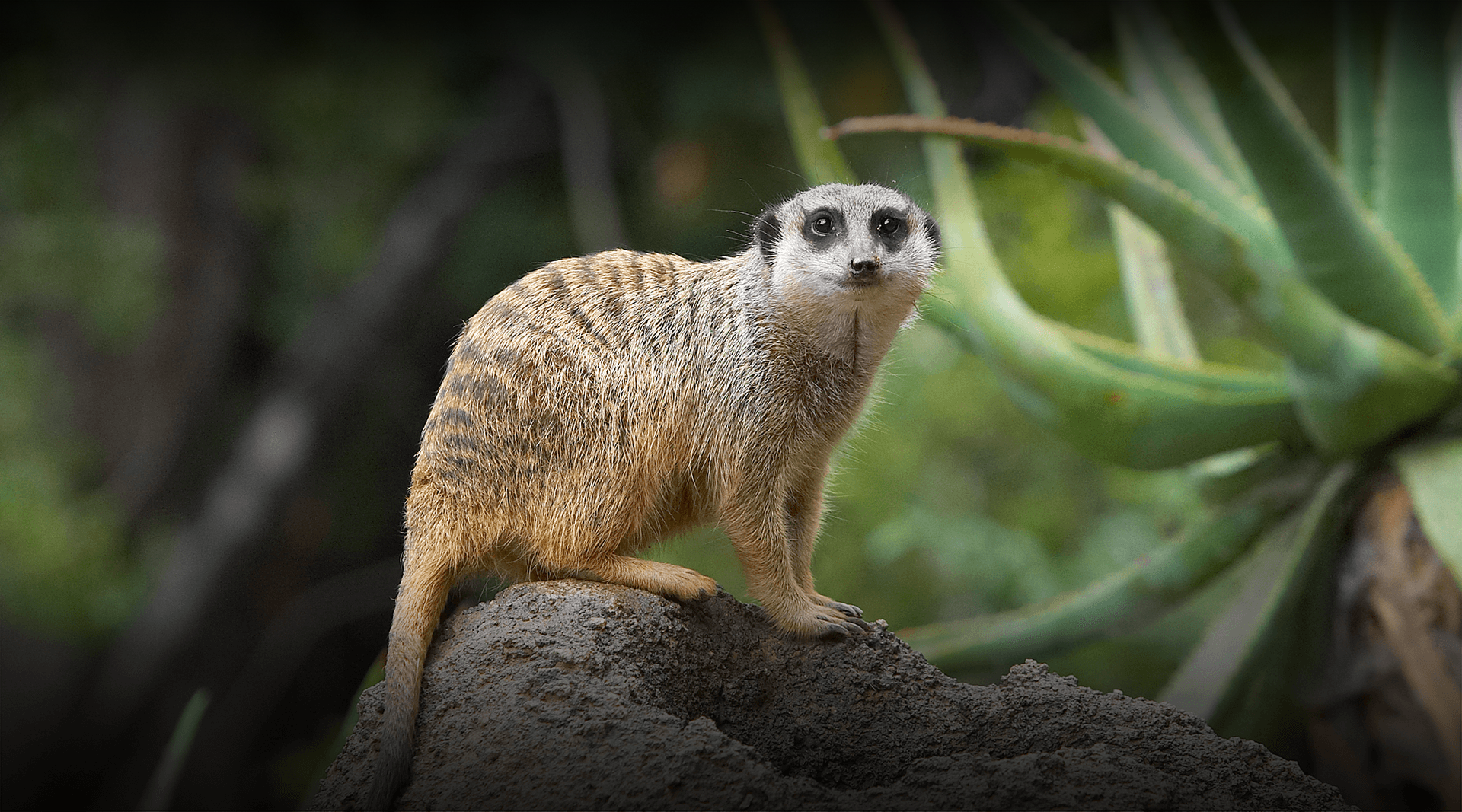 Animal Adventure Lion (with Meerkat) Figure