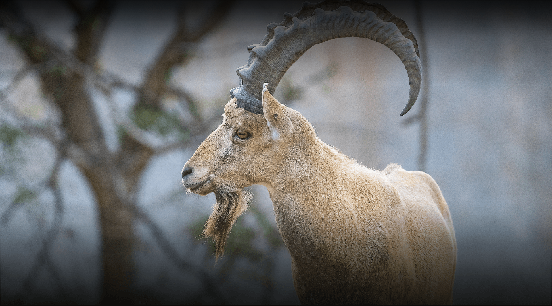 Nubian Ibex looks left.