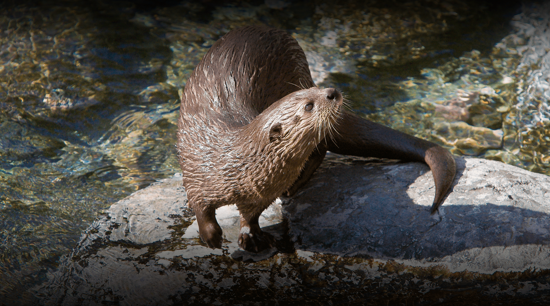 Otter standing on a rock looks up.
