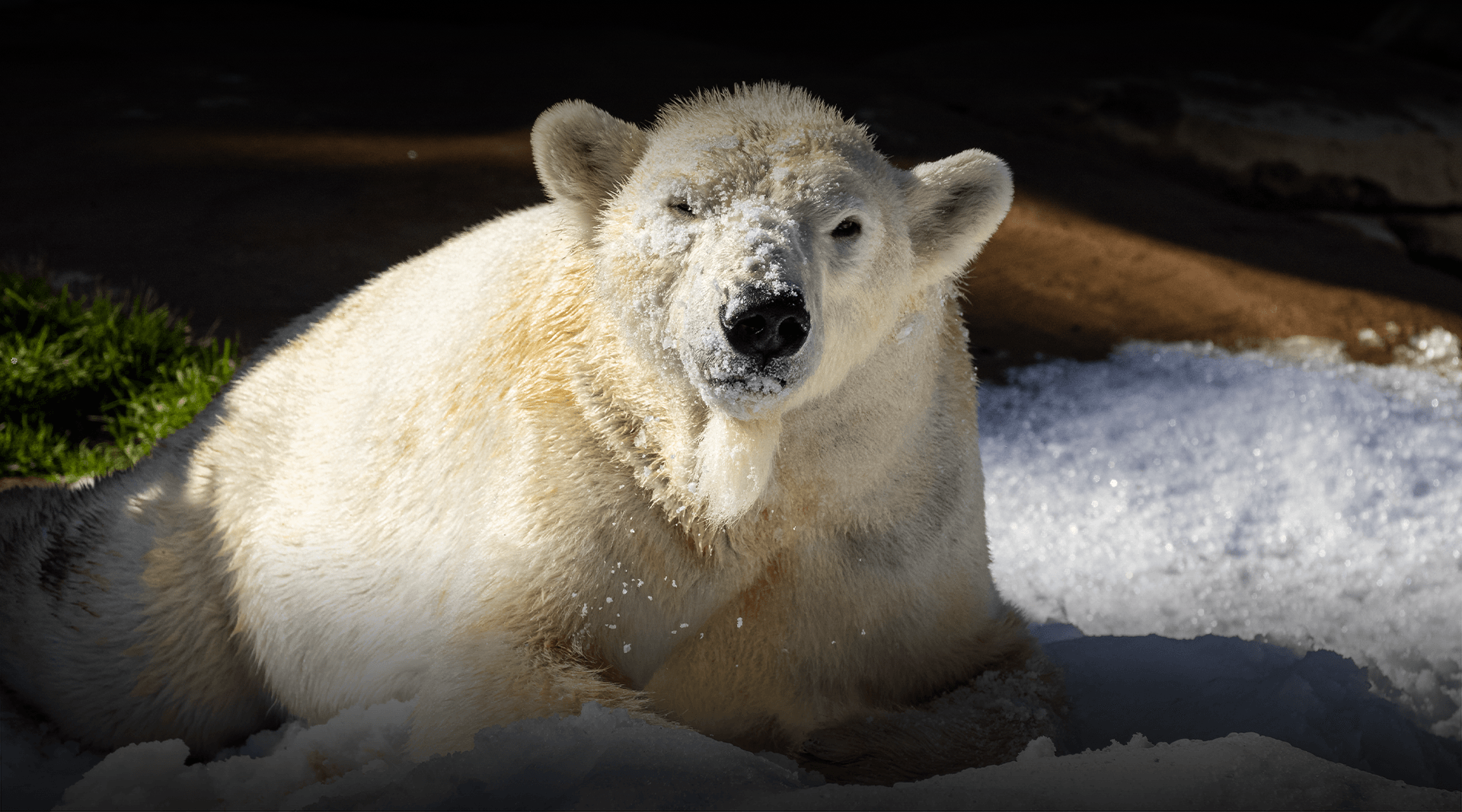 Polar bear lays down looking at camera