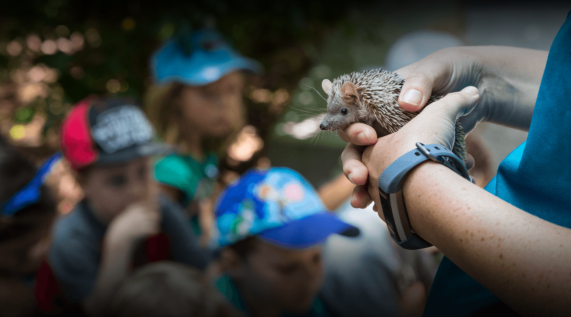 Group of students look at hedgehog.