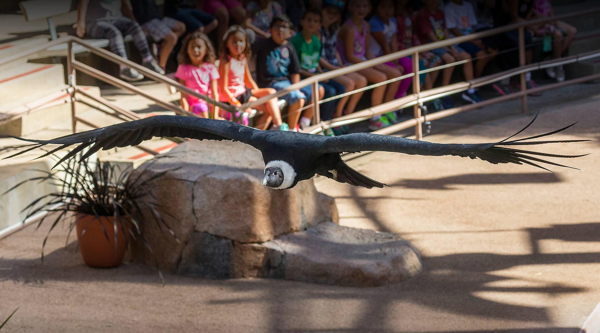 Wildlife Presentations | San Diego Zoo