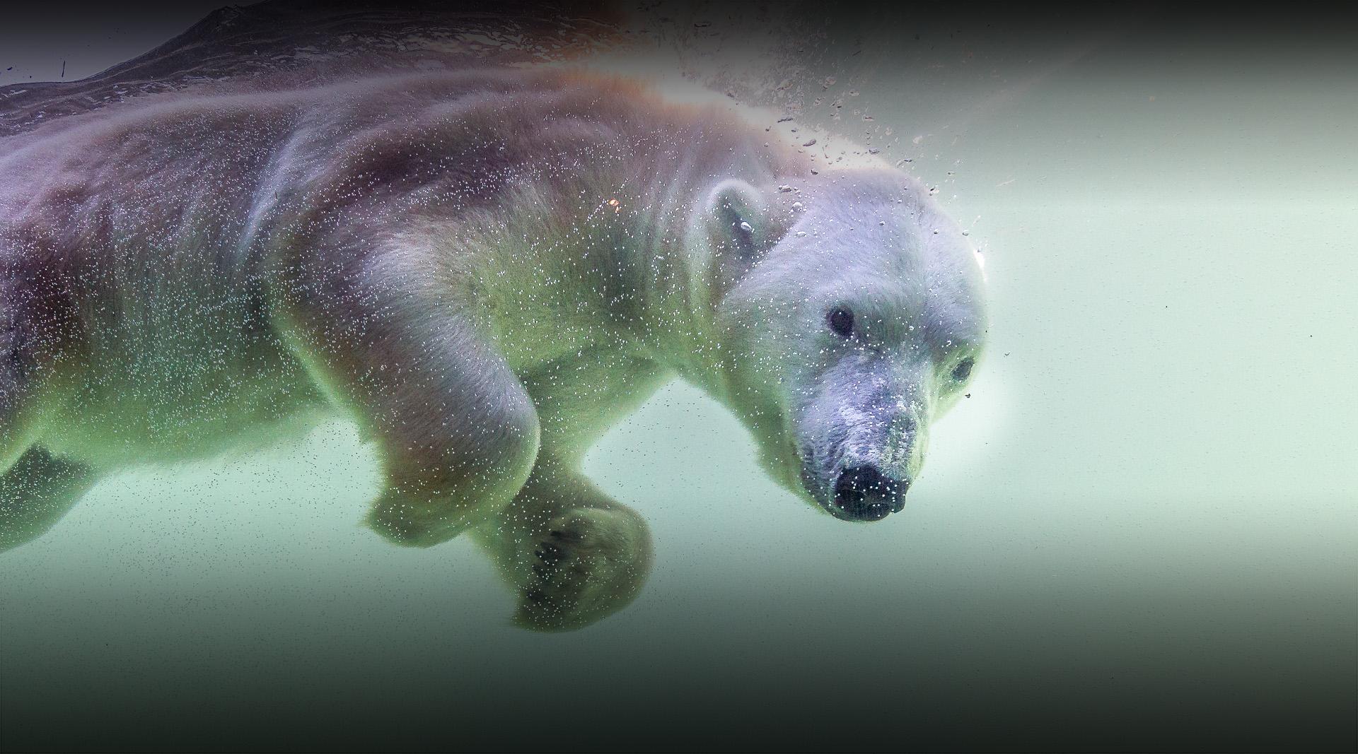 Polar bear swimming 
